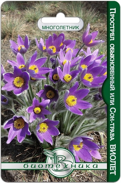 картинка Прострел Виолет (сон-трава) 10шт (Биотехника)  магазин Одежда+ являющийся официальным дистрибьютором в России 