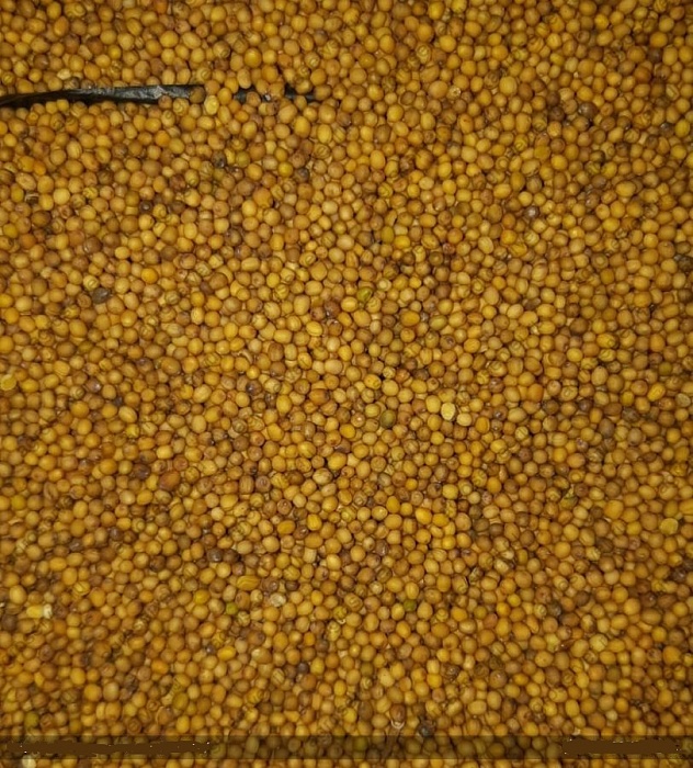 картинка Горчица желтая 40кг/м (+/- 2%) (Ал.Сад) магазин Одежда+ являющийся официальным дистрибьютором в России 