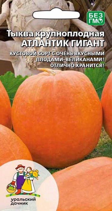 картинка Тыква Атлантик гигант 5шт ц/п (УД) оранжевая, до 25 кг магазин Одежда+ являющийся официальным дистрибьютором в России 