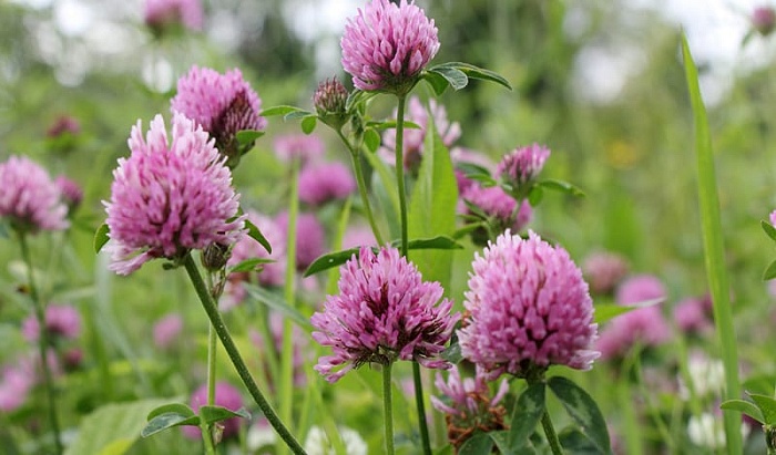 картинка Клевер Красный 25кг/м (+/- 2%) (Ал.Сад) магазин Одежда+ являющийся официальным дистрибьютором в России 