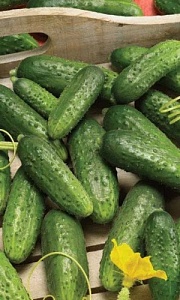 Огурец Конкурент 1кг (ПрСидс)
