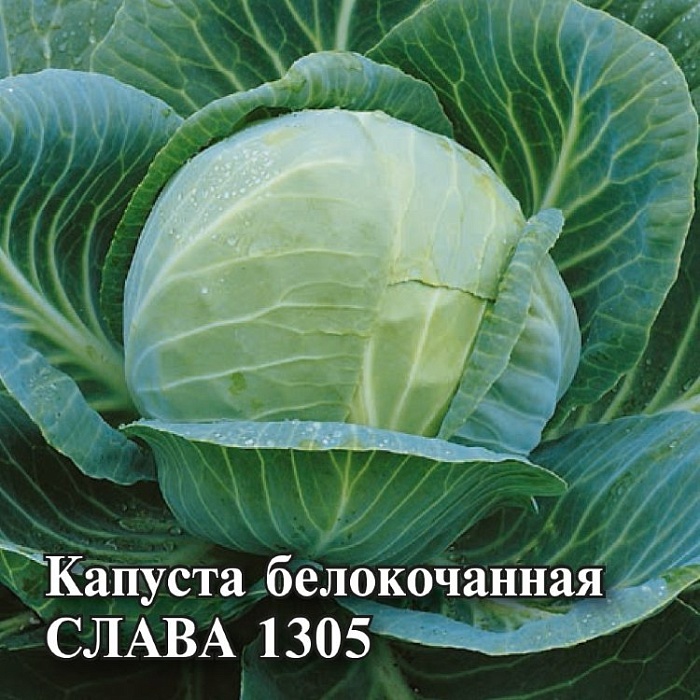 картинка Капуста Слава 1305 25г (Гавриш) магазин Одежда+ являющийся официальным дистрибьютором в России 