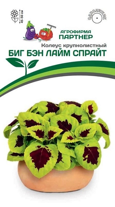картинка Колеус Биг Бэн Лайм Спрайт 5шт (Партнер) Новинка магазин Одежда+ являющийся официальным дистрибьютором в России 