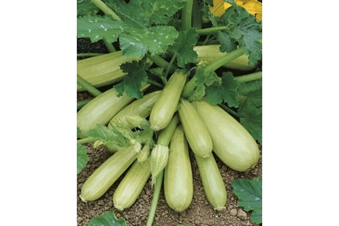 картинка Кабачок Кавили F1 1000шт (Nunh) магазин Одежда+ являющийся официальным дистрибьютором в России 