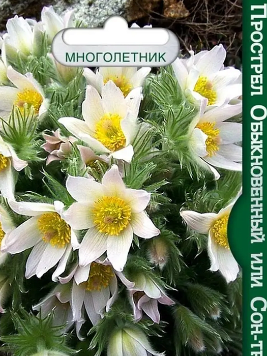 картинка Прострел Вайт (сон-трава) 10шт (Биотехника)  магазин Одежда+ являющийся официальным дистрибьютором в России 