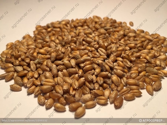 Пшеница 50кг/м (+/- 2%) (Ал.Сад)