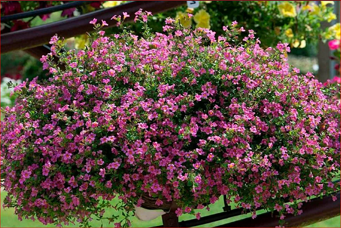 картинка Бакопа Пинктопия F1 3шт (Григорьев) магазин Одежда+ являющийся официальным дистрибьютором в России 