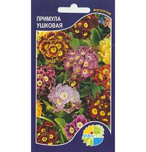 Примула Ушковая (Акварель)