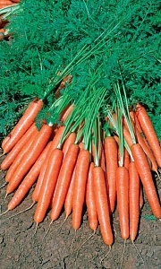 Морковь Оранжевый закат 2г ц/п (УД) 