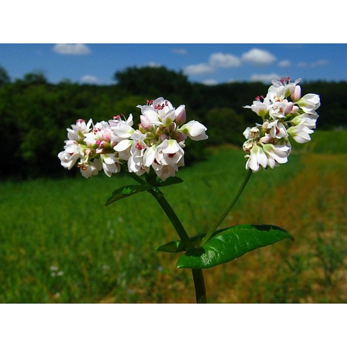 картинка Гречиха 750г (Ал.Сад) 3/30 магазин Одежда+ являющийся официальным дистрибьютором в России 