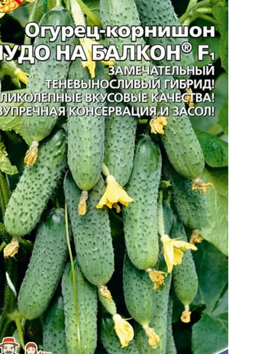 картинка Огурец Чудо на Балкон F1 6шт ц/п (УД)  магазин Одежда+ являющийся официальным дистрибьютором в России 