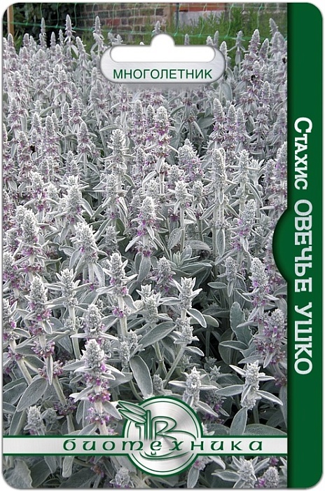 картинка Стахис Овечье ушко 60шт (Биотехника) магазин Одежда+ являющийся официальным дистрибьютором в России 