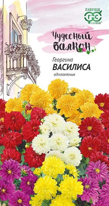 картинка Георгина Василиса 0,3г ц/п (Гавриш) Чуд.балкон 15см магазин Одежда+ являющийся официальным дистрибьютором в России 