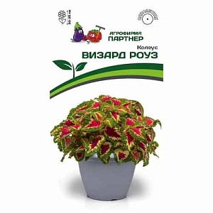 Колеус Визард Роуз 10шт (Партнер) Новинка