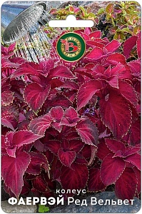 Колеус Фаервэй Ред Вельвет (Биотехника) 