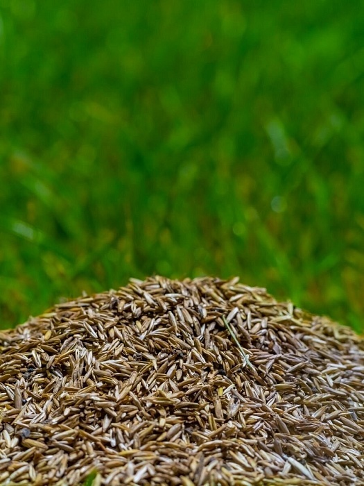 картинка Овсяница луговая 20кг/м Ал.Сад магазин Одежда+ являющийся официальным дистрибьютором в России 