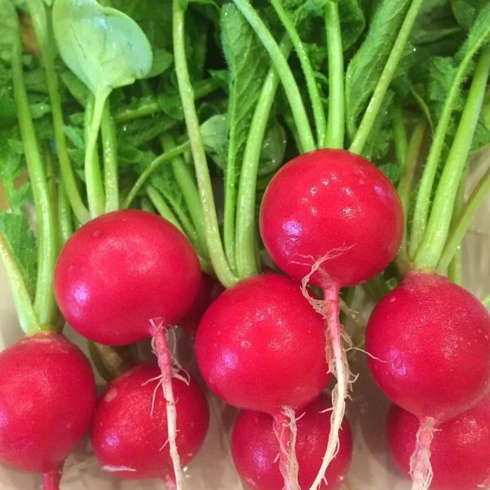 картинка Редис Черриэт 1000шт (Sakata)  магазин Одежда+ являющийся официальным дистрибьютором в России 