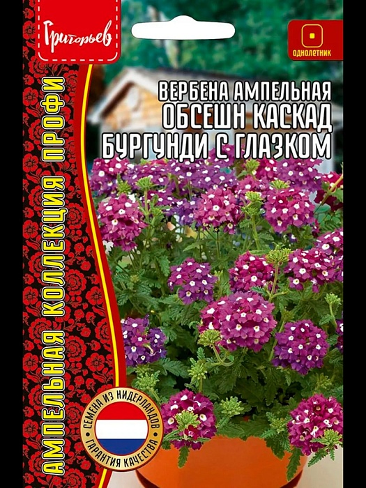 картинка Вербена Обсешн Каскад Бургунди с глазком ампельная 3шт (Григорьев) магазин Одежда+ являющийся официальным дистрибьютором в России 