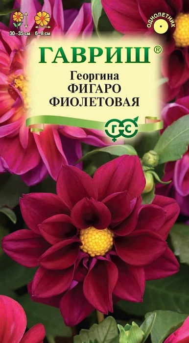 картинка Георгина Фигаро фиолетовая 7шт ц/п (Гавриш) магазин Одежда+ являющийся официальным дистрибьютором в России 