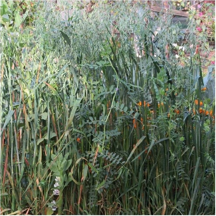 картинка Вико-овсяная смесь 750г (Ал.Сад) 5/30 магазин Одежда+ являющийся официальным дистрибьютором в России 