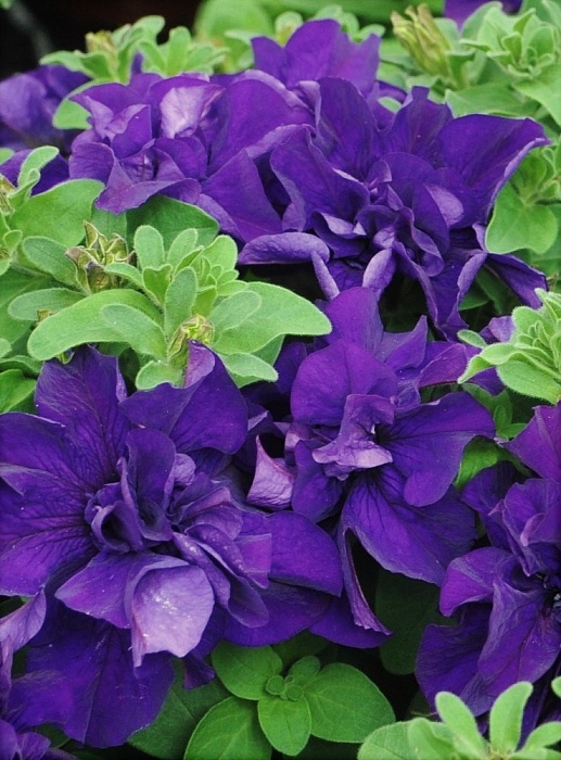 картинка Петуния Дабл Каскад Блю F1 8шт ц/п (УУ) магазин Одежда+ являющийся официальным дистрибьютором в России 