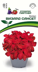 Колеус Визард Сансет 10шт (Партнер) Новинка