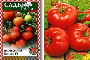 Томат Енисей F1 12шт ц/п (Сады России) ранний,100см,500г