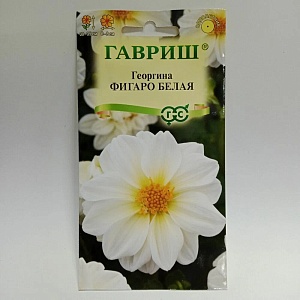 Георгина Фигаро белая 7шт ц/п (Гавриш)