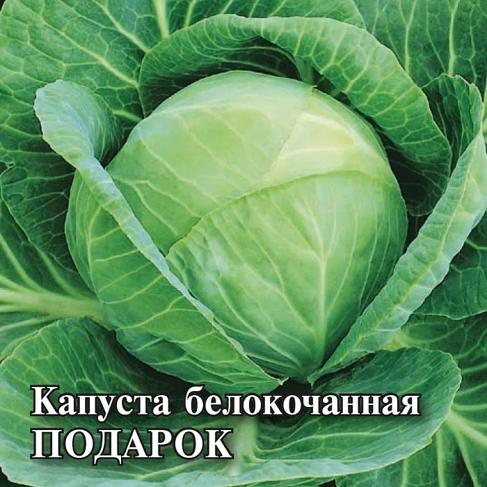 картинка Капуста Подарок 25г (Гавриш) магазин Одежда+ являющийся официальным дистрибьютором в России 