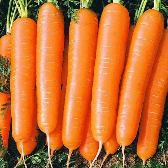 картинка Морковь Нантская 4 1кг (ПрСидс) магазин Одежда+ являющийся официальным дистрибьютором в России 