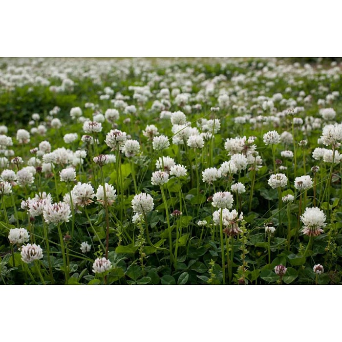 картинка Клевер Белый фасовка 200г (Ал.Сад) 3/140 магазин Одежда+ являющийся официальным дистрибьютором в России 