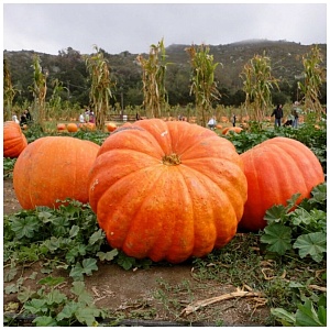 Тыква Стофунтовая 1кг (ПрСидс)